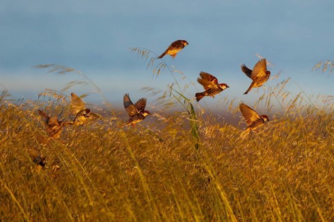 Spanish Sparrow (Passer hispaniolensis) flock flying, Greece