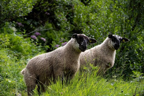 Two sheep (Ovis gmelini aries) on a steep mountain meadow, Bernese Alps, Bernese Oberland,