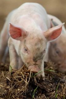 Domestic pig (Sus scrofa domesticus) juvenile baby piglet farm animal in a field, England, United