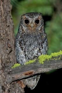 Flammulated Owl (Psiloscops flammeolus) perched on a branch in the interior of British Columbia,