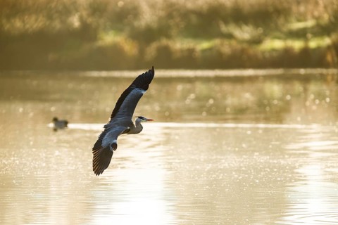 Grey Heron, Ardea cinerea, bird in winter on marshes in winter soft morning light