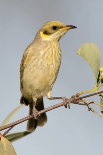Grey-fronted Honeyeater (Ptilotula plumula), Kimberley, Western Australia, Australia