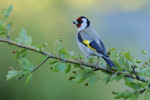 European Goldfinch (Carduelis carduelis) female perched on a branch, Andalusia, Spain