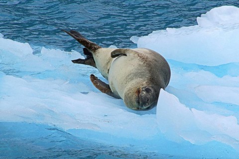 Drygalski Fjord, South Georgia, landscape, glacier, drift ice, leopard resting on ice floe,
