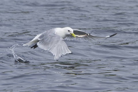 Black-legged Kittiwake (Rissa tridactyla) flying, Newfoundland, Canada