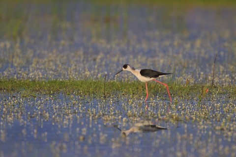 Black-winged Stilt (Himantopus himantopus) foraging, Greece