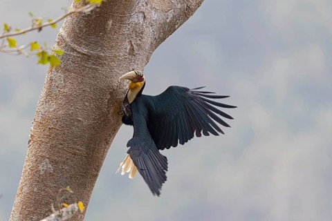 Wreathed Hornbill (Rhyticeros undulatus) male feeding at the nesting hole, Yunnan, China