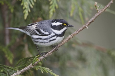Black-throated Grey Warbler (Setophaga nigrescens), British Columbia, Canada