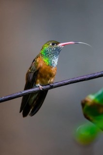 Buff-bellied Hummingbird (Amazillia yucatanensis), adult female, perched on a twig, with its tongue