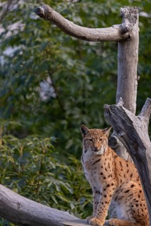 One Eurasian lynx, (Lynx lynx), sitting on a dead tree. Side view with green vegetation in the