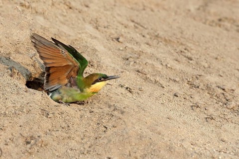 Chestnut-headed Bee-eater (Merops leschenaulti) fledgling peering out from breeding cavity, Penang,