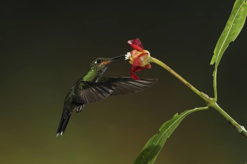 Green-crowned Brilliant (Heliodoxa jacula) juvenile flying while feeding at a flower, Bosque de