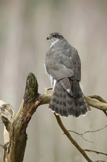 Northern Goshawk (Accipiter gentilis) female, Baden-Wuerttemberg, Germany