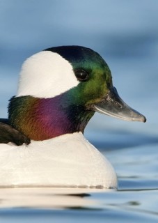 Bufflehead (Bucephala albeola) male, British Columbia, Canada