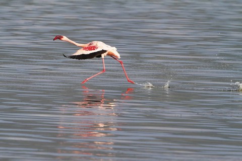 Lesser Flamingo (Phoeniconaias minor) taking flight, Lake Bogoria, Kenya
