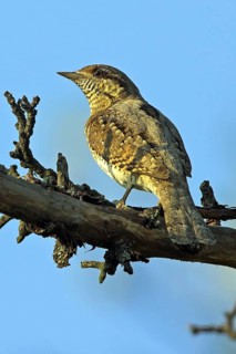 Wryneck on perch, (Jynx torquilla), Ormoz area, Ormoz, Podravska, Slovenia