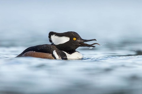 Hooded Merganser (Lophodytes cucullatus) in the ocean near Victoria, British Columbia, Canada