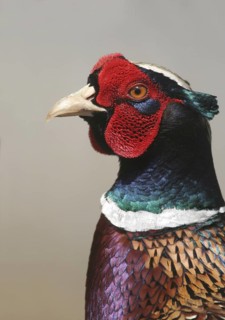 Common Pheasant (Phasianus colchicus) male, Michigan, USA