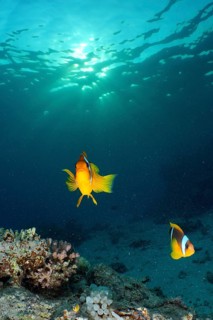 Red sea anemonefish (Amphiprion bicinctus)