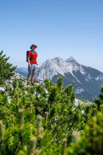 Mountaineer on a hiking trail between mountain pines, behind mountain peak Seekarspitze, ascent to