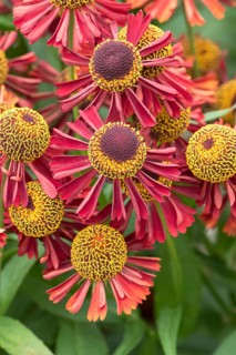 Sunflower (Helenium 'Ruby Tuesday'), RHS Garden Bridgewater, Great Britain