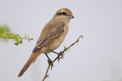 Red-tailed Shrike (Lanius phoenicuroides), India