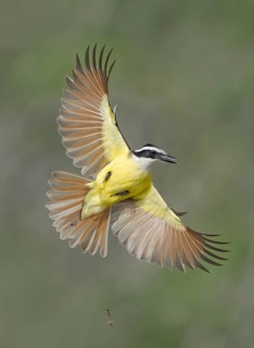 Great Kiskadee (Pitangus sulphuratus) flying, Texas, USA