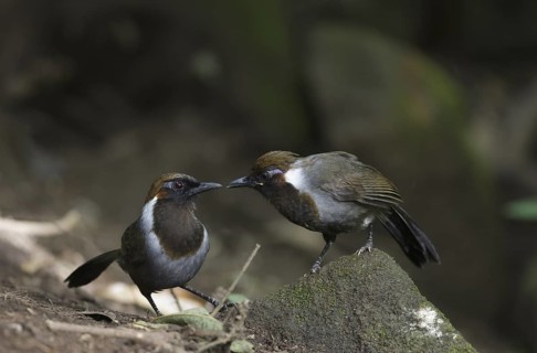 White-necked Laughingthrush (Garrulax strepitans) juvenile, Mae Wong, Thailand