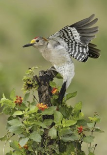 Golden-fronted Woodpecker (Melanerpes aurifrons), Texas, USA