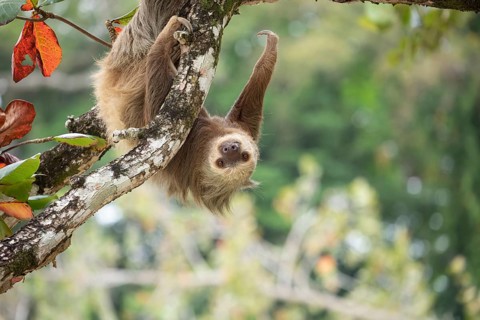 Male two toed sloth (Choloepus didactylus) hanging upside down on almond tree on the beach Punta