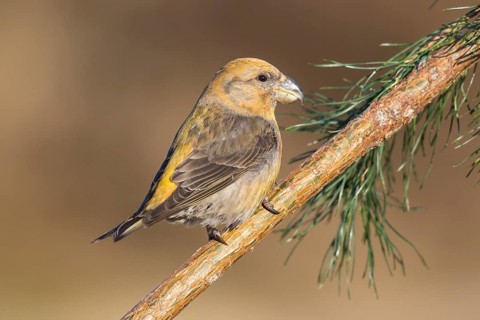 Parrot Crossbill (Loxia pytyopsittacus) perched on a branch, Netherlands