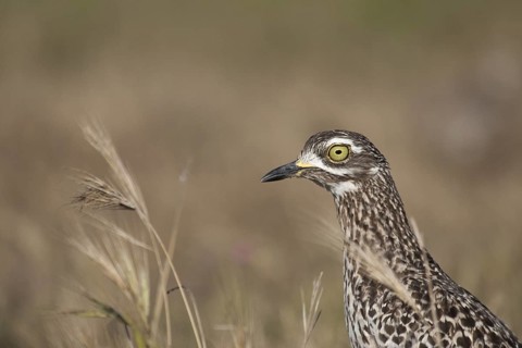 Kaptriel (Burhinus capensis), South Africa