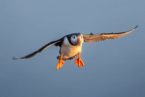 Atlantic Puffin (Fratercula arctica) flying, Látrabjarg, Iceland