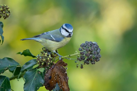 Blue tit (Cyanistes caeruleus) adult garden bird on an Ivy (Hedera helix) tree seed head in autumn,