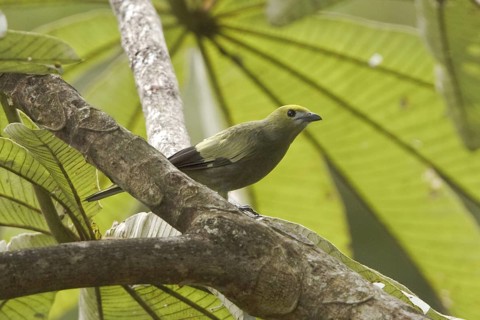 Palm Tanager (Thraupis palmarum), Costa Rica