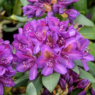 Rhododendron ponticum (Rhododendron 'Marcel Menard'), Germany