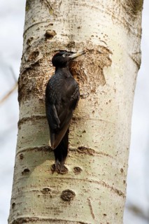 Black Woodpecker (Dryocopus martius) female at nesting hole, Poland