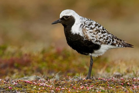Black-bellied Plover (Pluvialis squatarola) perched on the tundra in Nome, Alaska