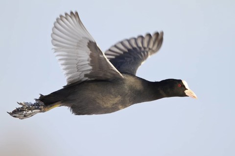 Eurasian Coot (Fulica atra) flying, North Rhine-Westphalia, Germany