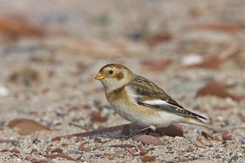 Snow Bunting (Plectrophenax nivalis), Schleswig-Holstein, Germany