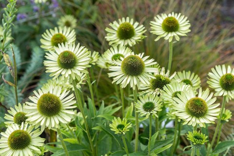 Coneflower (Echinacea purpurea 'Green Jewel'),  Germany