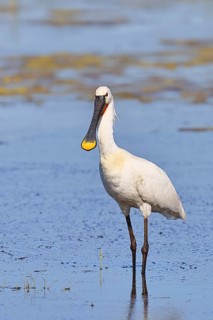 Spoonbill (Platalea leucorodia), adult bird striding through shallow water, adult bird in