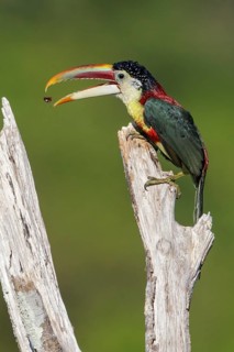 Curl-crested Aracari (Pteroglossus beauharnaesii) perched on a branch in the Amazon of Brazil