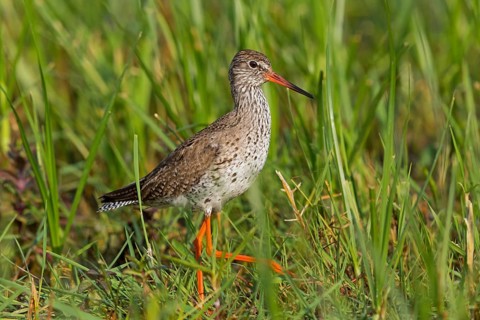 Redshank, Common Redshank, Redshank, Tringa totanus, Chevalier gambette, Archibebe Común, Lake