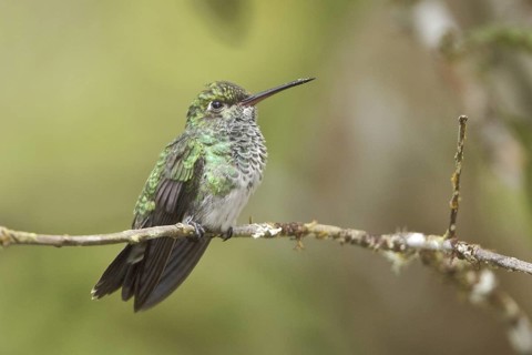 Glittering-throated Emerald (Amazilia fimbriata), Ecuador