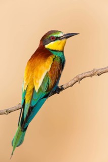 Bienenfresser, European Bee-eater, Bee-Eater, European Bee Eater, Merops apiaster, Guêpier