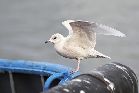 Iceland Gull (Larus glaucoides) juvenile, Lower Saxony, Germany