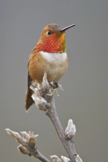Rufous Hummingbird (Selasphorus rufus), British Columbia, Canada
