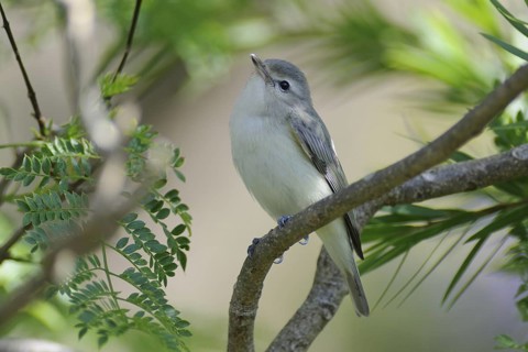 Warbling Vireo (Vireo gilvus), Guatemala