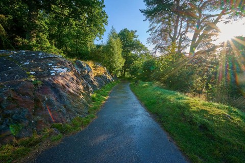 A woodland trail illuminated by the gentle morning sun flanked by trees, Queens View, Fincastle,